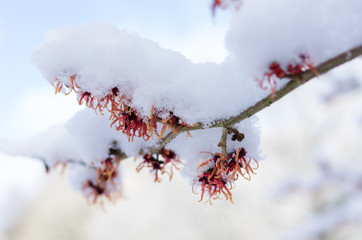Obraz premium Blüten am Busch im Winter