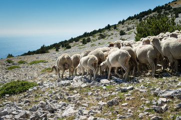 Schafe in einer Berglandschaft