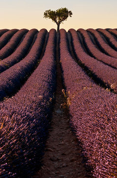 Lavendefeld im Sommer