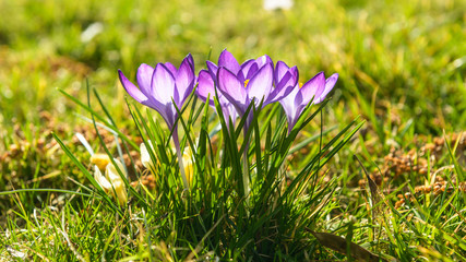 Close up of first spring flowers-violet crocus.