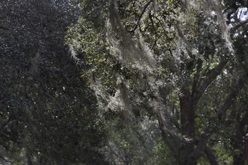 Spanish Moss in a Live Oak Tree, natural abstraction