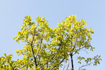 group of treetop and green leaf with sky from park