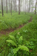 Spring forest in fog and meandering trail