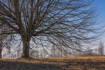 A beautiful tree with a rounded shape without leaves in early spring. Lonely tree on a background of blue sky.
