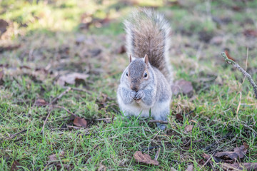 Naklejka na ściany i meble Close up of Squirrel in the park