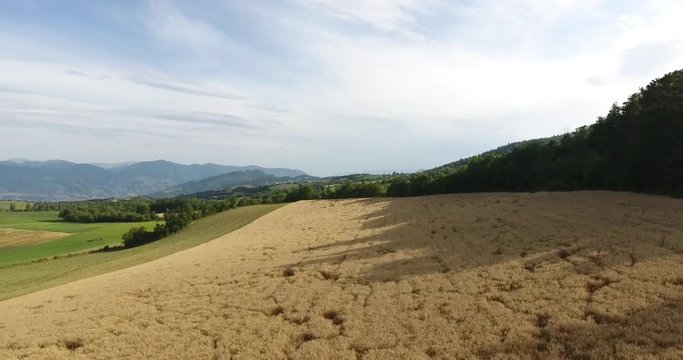 drone fast low flying corn field