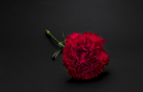 Fototapeta Beautiful, fresh carnation flower on black background