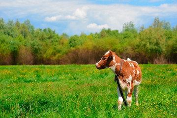 black and white cow grazing on meadow in mountains. Cattle on a mountain pasture. Summer sunny day. Cow in pasture. Mountain meadow. Green meadow in mountains and cow, summer landscape.