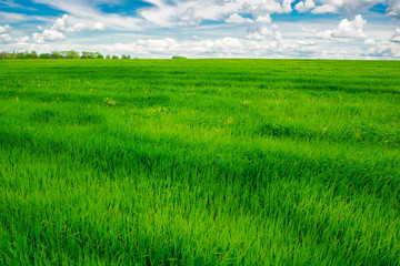 Green grass field and bright blue sky background