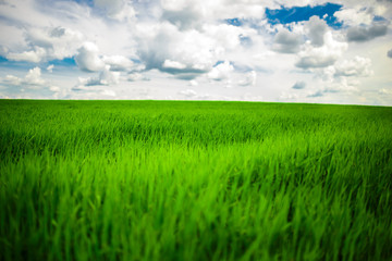 Green grass field and bright blue sky background