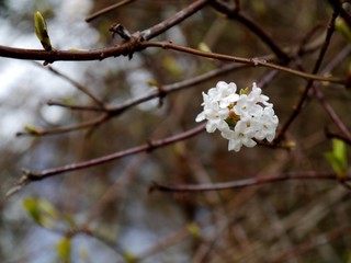 Weiße Blüte im Baum