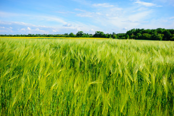 landscape of barley field in early summer