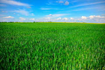 Obraz premium landscape of barley field in early summer