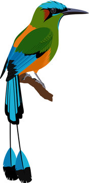 Vector Turquoise Browed Motmot 