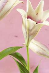 Close-up of a white lily