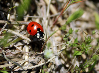 Lady bug