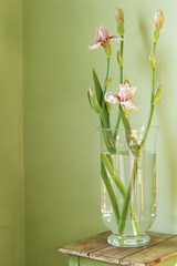 Pink iris in a vase