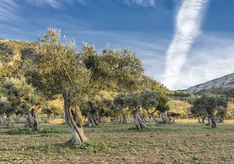 Papier Peint photo Lavable Olivier olive grove on the island of Mallorca