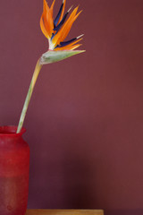 Bird-of-paradise flower in a vase