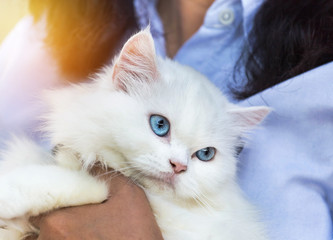 close up white persian cat looking in embrace woman