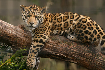 Jaguar