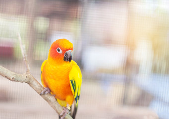 Close up sun conure parrot bird (Aratinga solstitialis)  perching on a branch in the cage