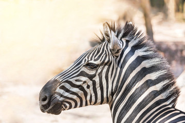 close up head gf  plains zebra (Equus quagga) or Burchells zebra (Equus burchelli)