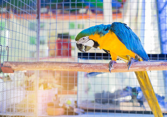 Close up blue and yellow macaw or blue and gold macaw bird standing perch on the branch in cage.