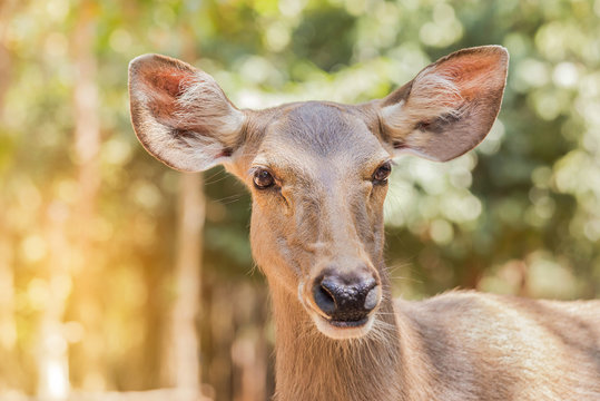close up Sambar deer(Rusa unicolor, Cervus unicolor) wildlife in natural 