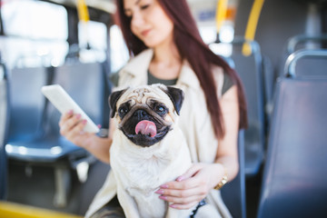 Beautiful young woman sitting in city bus with her pug dog and typing a message on the phone....
