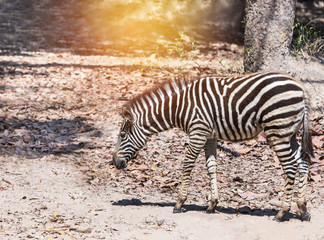 Fototapeta na wymiar plains zebra (Equus quagga) or Burchells zebra (Equus burchelli) standing in nature