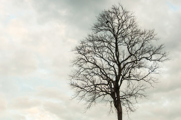 Beautiful dead tree against cloudy sky