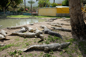 Crocodiles in the farm Hamat Gader