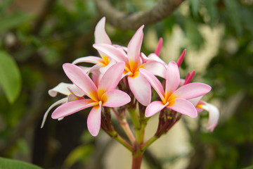 Fototapeta premium Plumeria flower pink and white frangipani tropical flower, plumeria flower blooming on tree, spa flower
