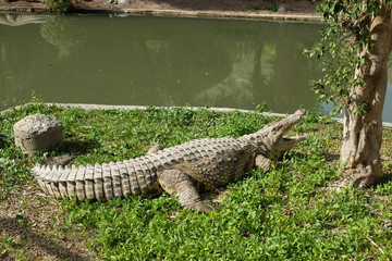 Nile Crocodile in the farm Hamat Gader