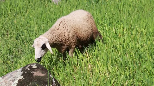 Sheep grazing