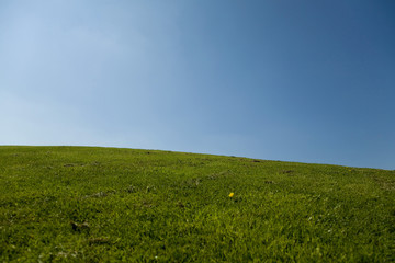 Grass with blue sky