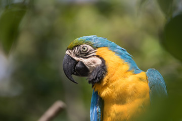 Portrait of parrot that beautiful bird