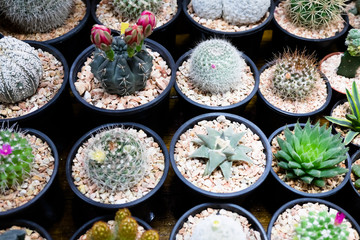 Variety of small beautiful cactus in the pot