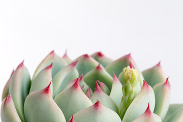 succulent plant closeup