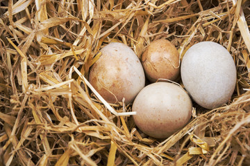 Eier im Stroh