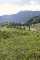 Meadow in a valley, selective focus