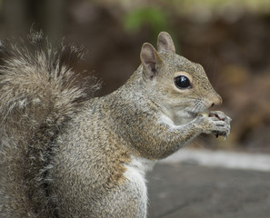 Gray eastern squirrel with large black eye eating a peanut on a sidewalk with a blurred brown and green background.