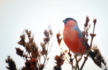 Bullfinch male is eating plant seeds on the bush outdoor in winter