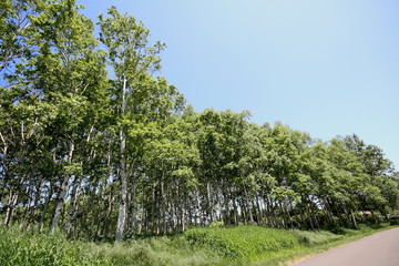 Four seasons of Sapporo Maeda Forest Park