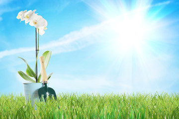 Gardening composition with orchid flower and garden tools in a wicker basket isolated over white...