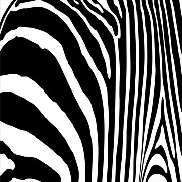 Zebra seamless pattern. For wallpaper, tiles, fabrics and designs. Vector illustration.