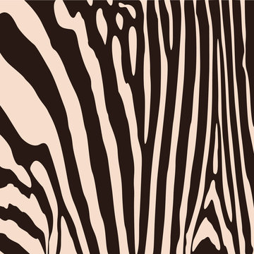 Trendy seamless zebra background. For wallpaper, tiles, fabrics and designs
