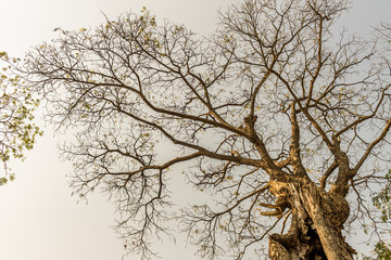 The silhouette of tree
