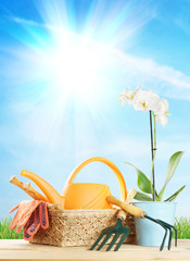 Gardening composition with orchid flower and garden tools in a wicker basket isolated over white...